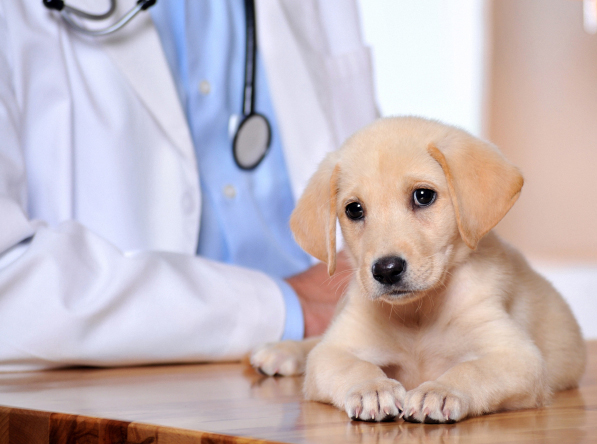  Animal Clinic Insurance